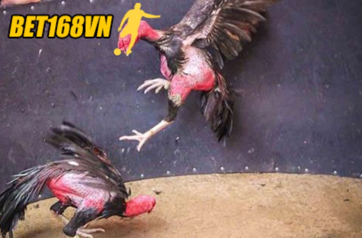 Hướng dẫn tham gia Đá Gà Asil