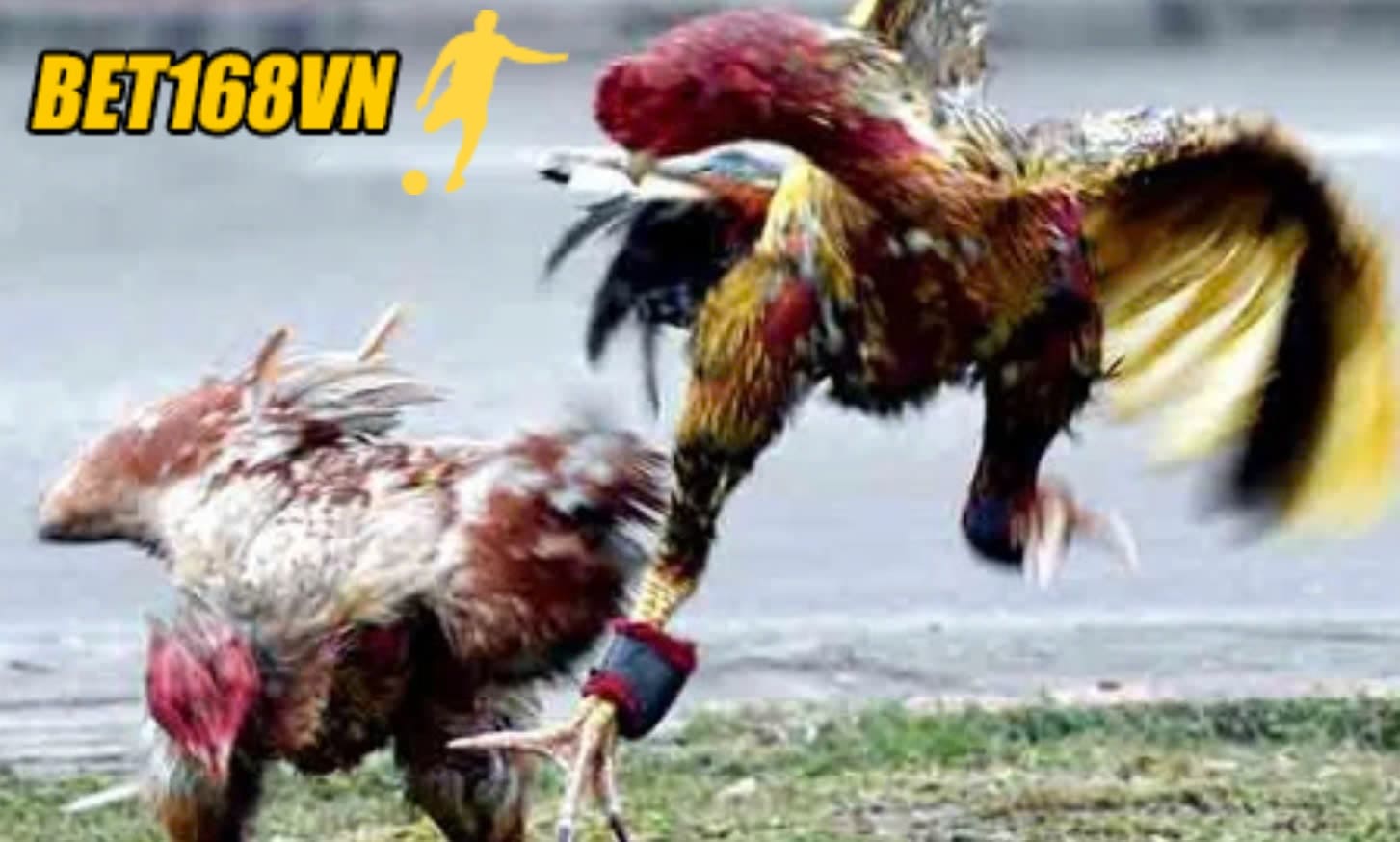 Mẹo đặt cược thắng lớn khi xem Đá Gà Asil