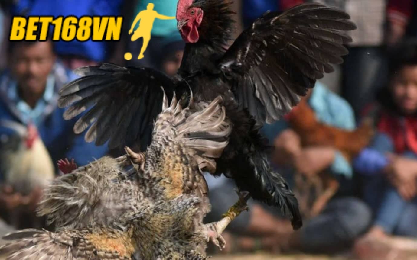 Trải nghiệm Đá Gà Asil