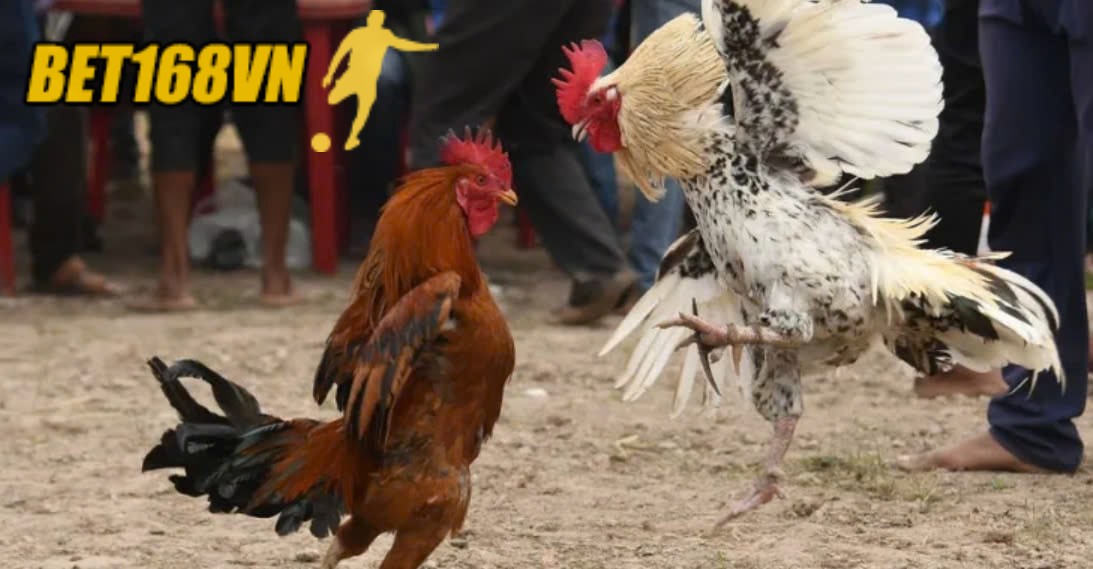 Đá Gà Casino: Định Nghĩa và Sự Phát Triển