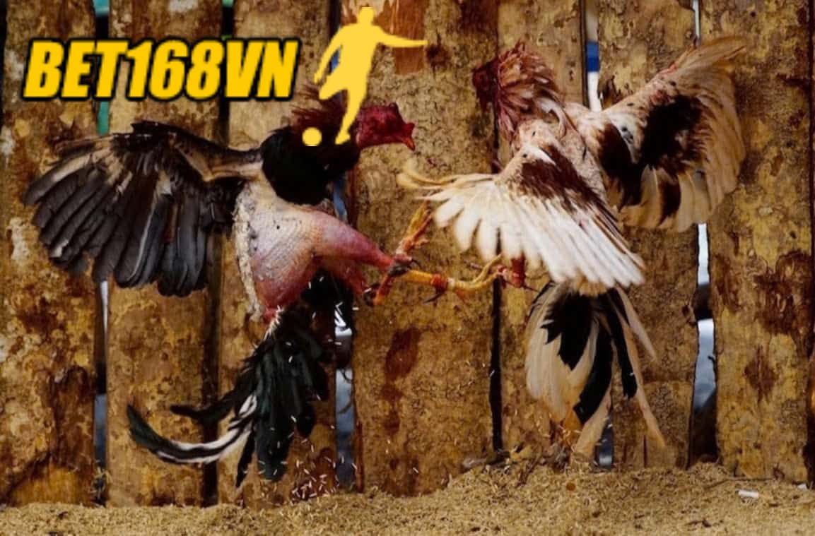 Một số dòng Đá Gà Chọi Cuba được cho là phổ biến nhất ở thị trường Việt Nam