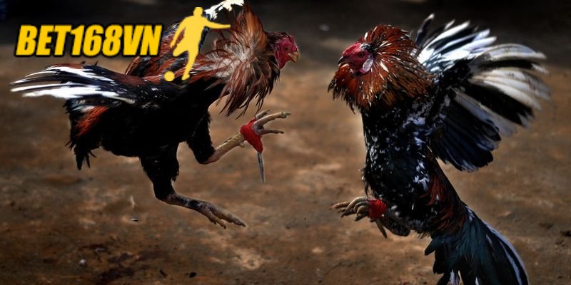 Thời gian chiến đấu một trận Đá Gà Cựa Dao
