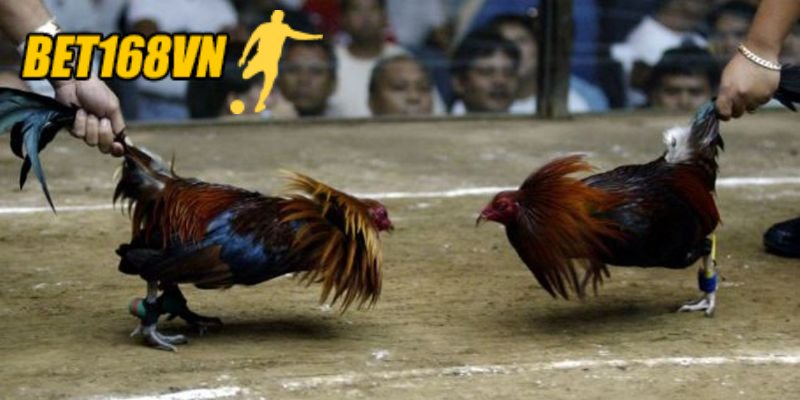 Sự đa dạng về giống linh kê Đá Gà Cựa Dao