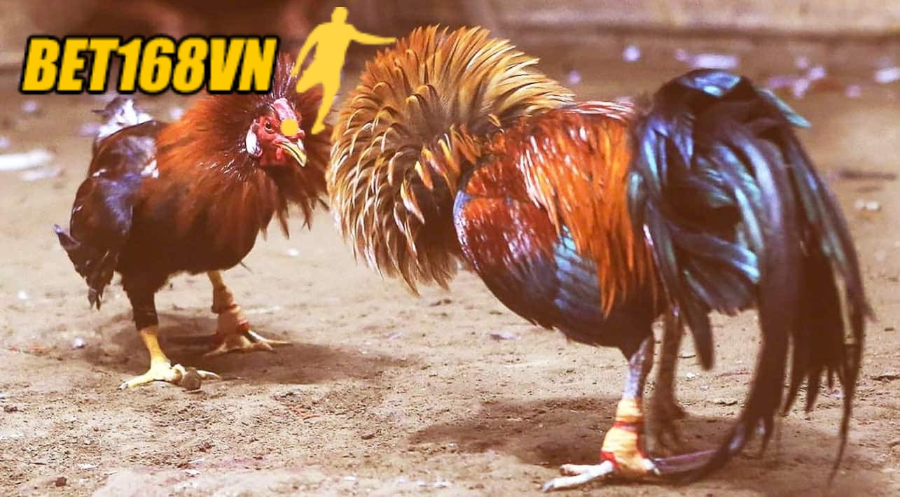 Cược Đá Gà Cựa Sắt với 3 lựa chọn