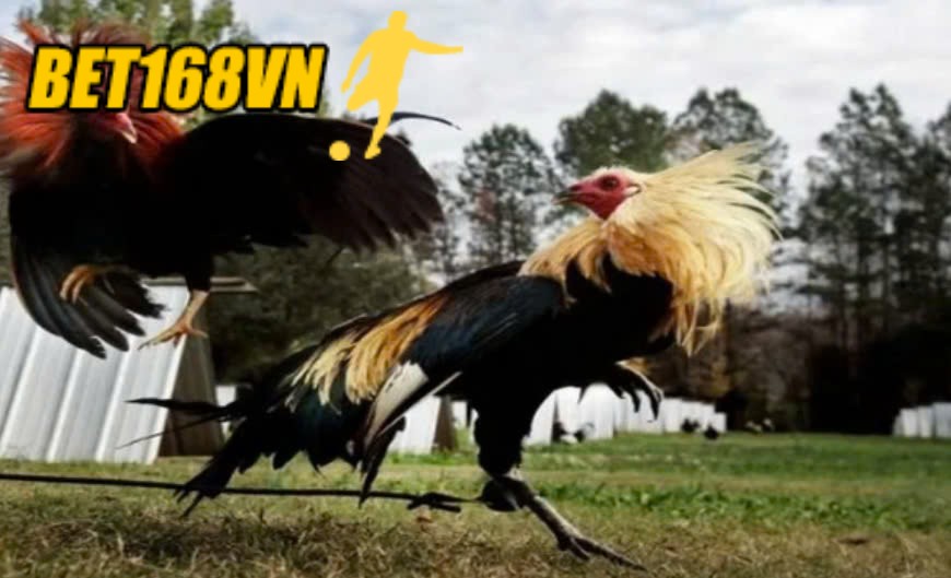 Đặc điểm của giống gà đá Mỹ