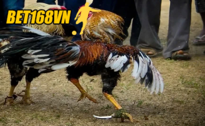 So sánh Đá Gà Mỹ với các loại đá gà khác