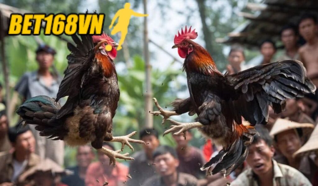 Những điều cần biết về Đá Gà Shamo là gì?