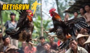 Những điều cần biết về Đá Gà Shamo là gì?