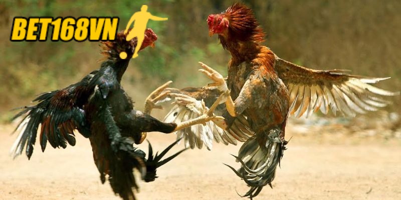 Cách phân định thắng thua Đá Gà Thomo